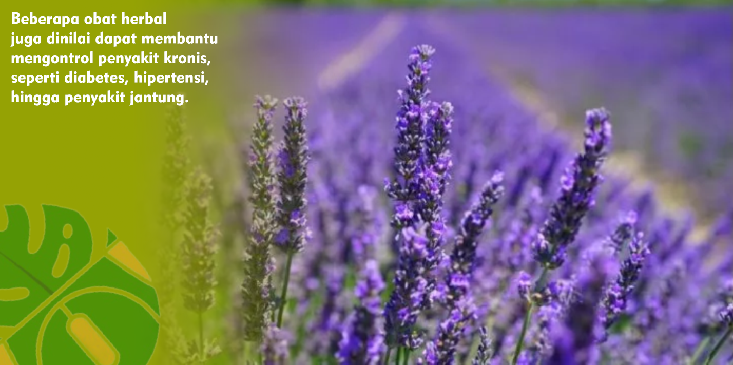 3 Tanaman Herbal Dengan Beragam Khasiat Untuk Kesehatan